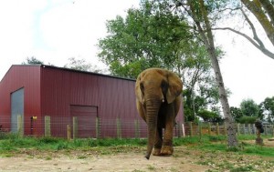milaelefante