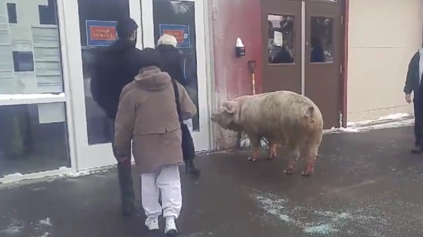 pig-pelham-850x478large