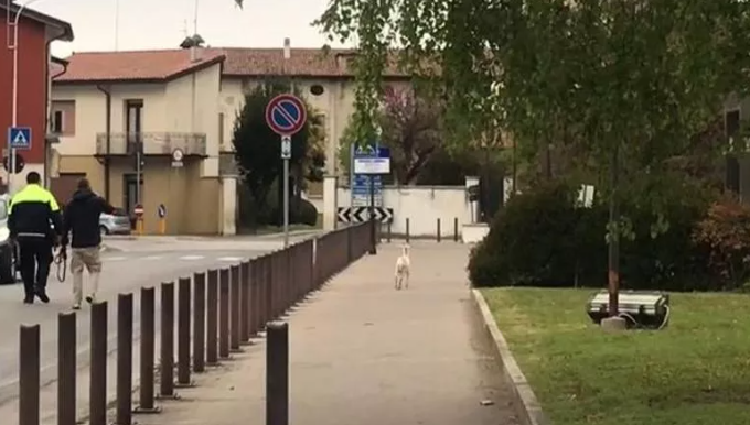 Foto: una capra di spalle cammina su un marciapiede. A destra un'aiuola verde, a sinistra la carreggiata con due uomini di spalle che camminano.
