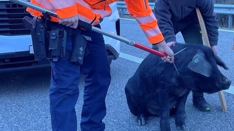 il maiale catturato dagli agenti sull'autostrada