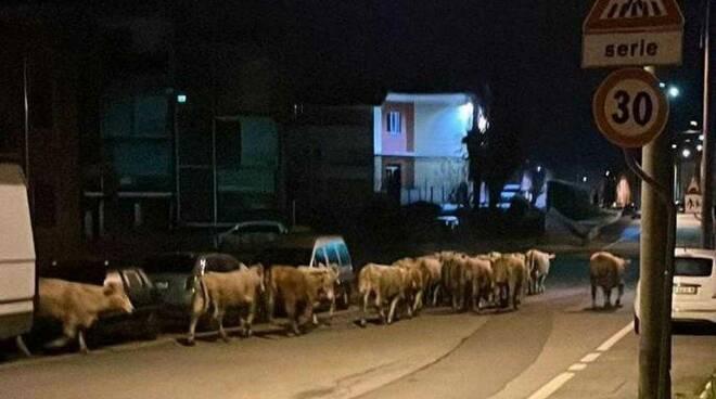 Una fila di mucche in fuga sulla strada